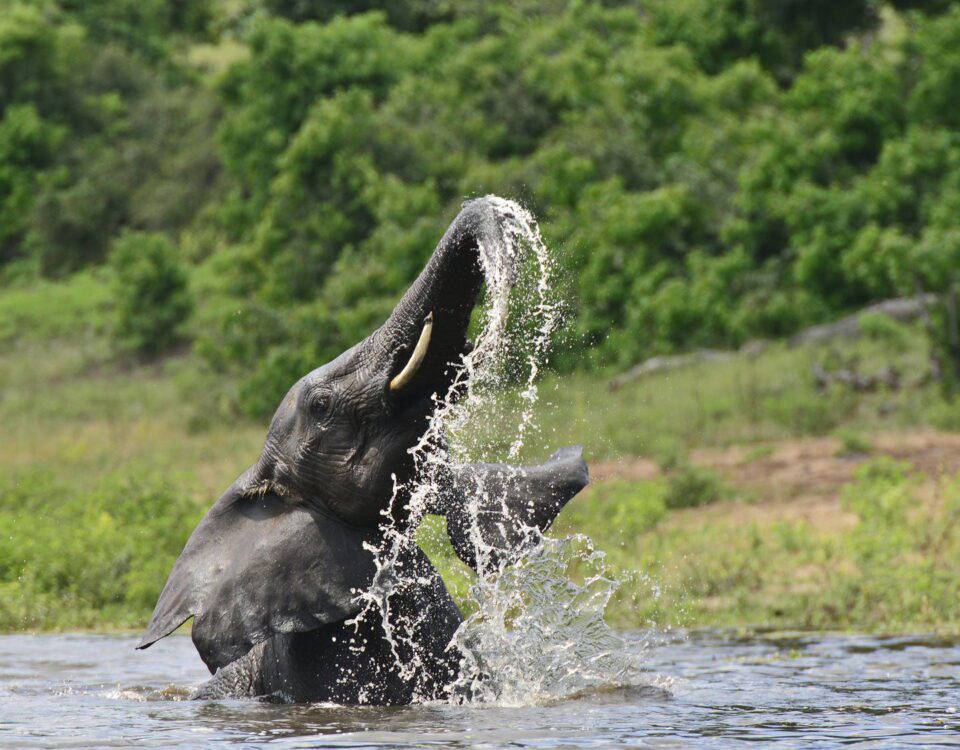 chobe nat park