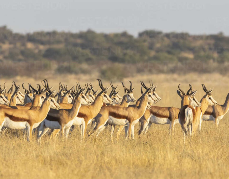 central kalahari game reserve