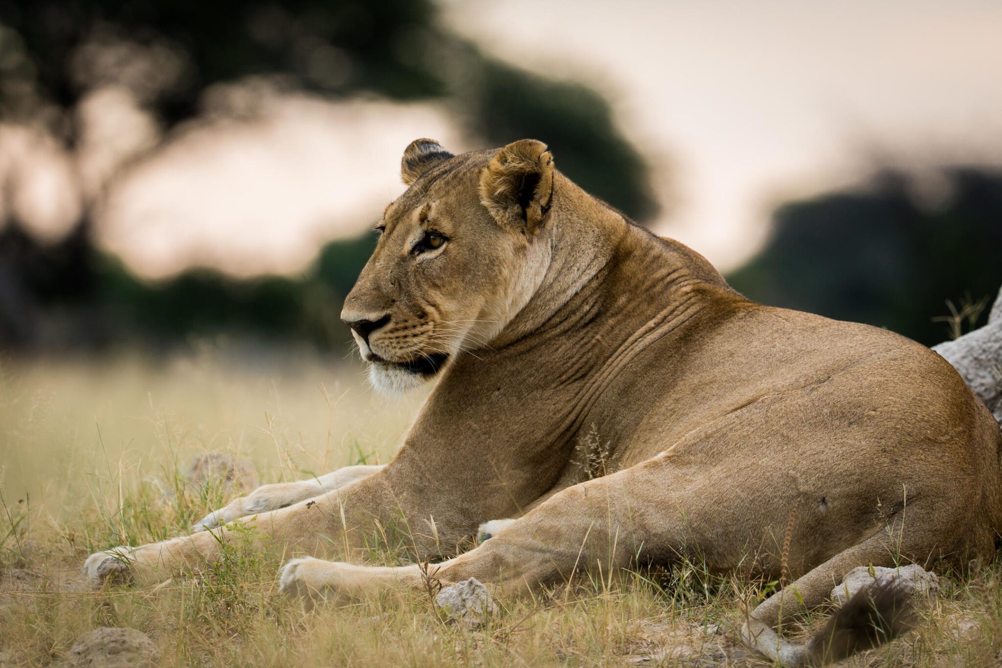 botswana