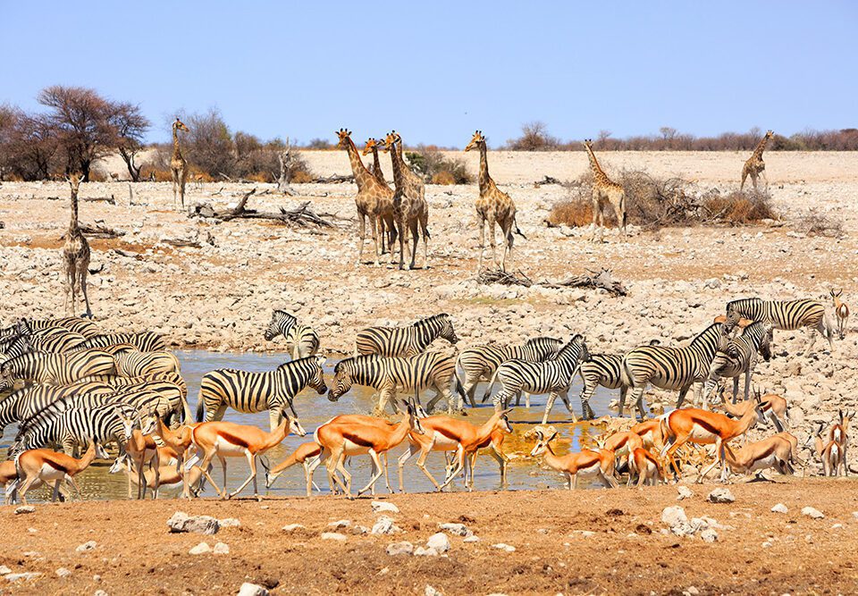 etosha national park