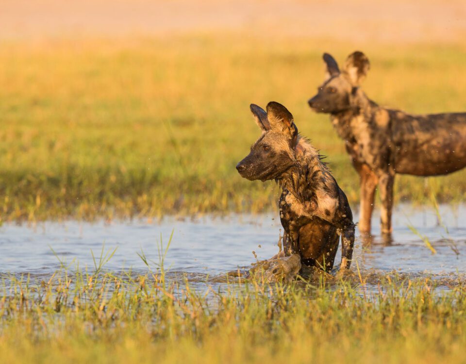 hwange national park