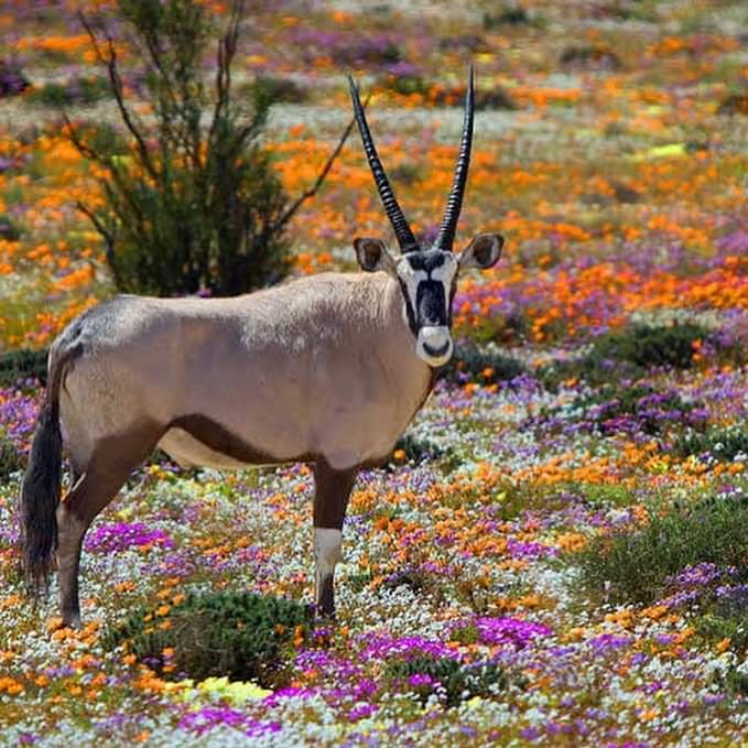 gemsbok chasing the wild flowers